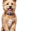 Hills Prescription Diet kd Kidney Care Canned Dog Food-9