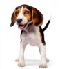Hills Science Diet Puppy Food Canned Wet Dog Food-2