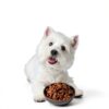 Cesar Filets in Gravy Wet Dog Food Real Beef Protein-2