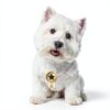 Cesar Filets in Gravy Wet Dog Food Real Beef Protein-1