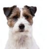 Royal Canin Adult Dog Food Loaf in Sauce B Vitamins-2