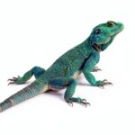 Bloomsbury Wildlife Reptile & Amphibian 1973‑Page Handbook-0