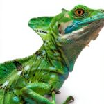 Kindle Store Reptiles Biology Book English Edition-0