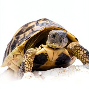 Reptile & Amphibian Guide – Amazon Kindle eBook, 55‑Page Handbook-0