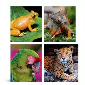 Reptile Amphibian Guide Viva Natura Kindle eBook 2nd Edition-0